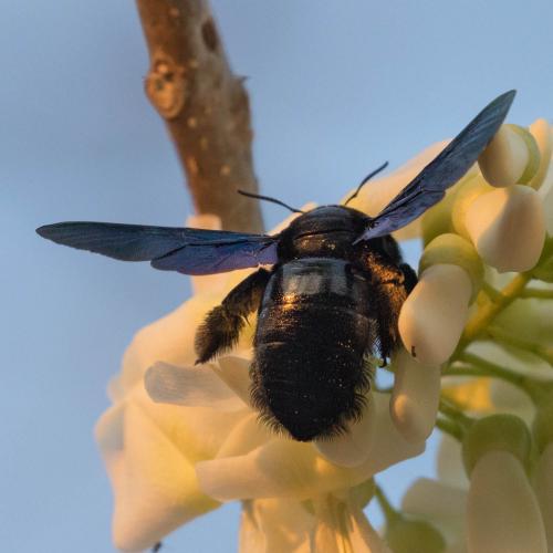 Xylocopa sp.